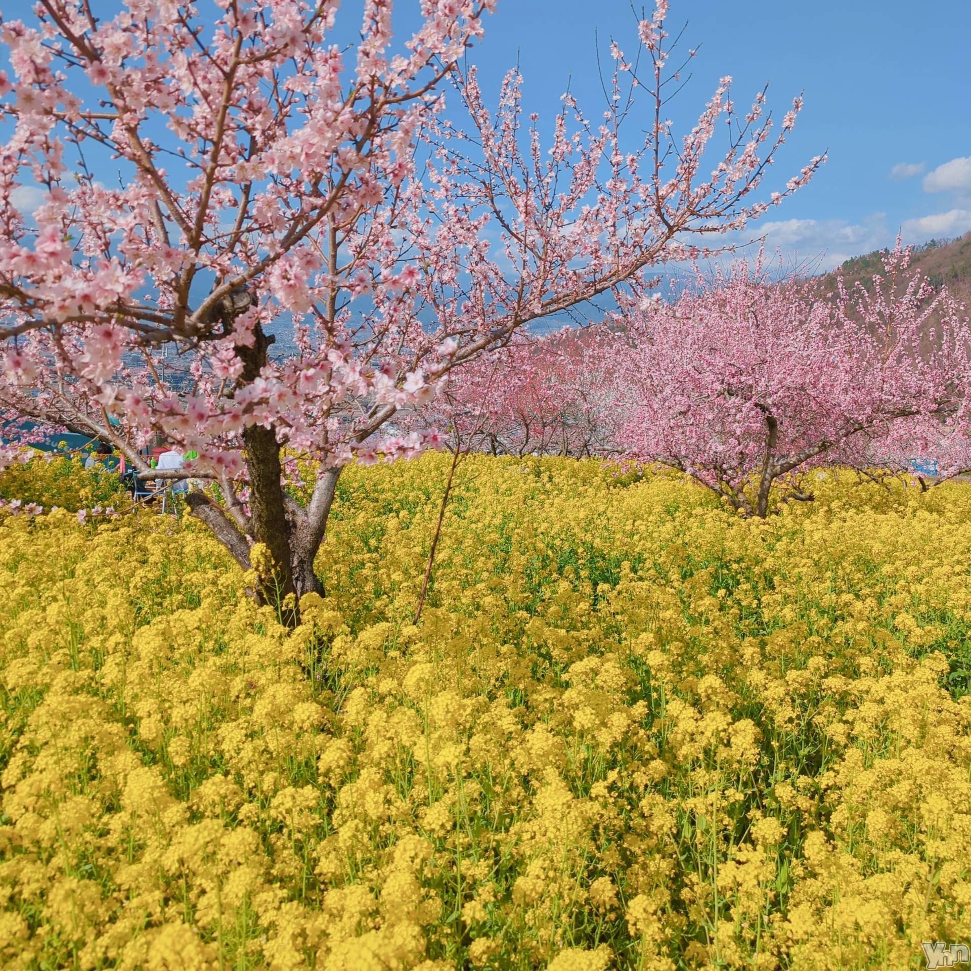 ���ܥ���Х��顦�����CLUB WONDER(����� ������) ��2024ǯ4��7���̥�֥��������β֤ޤĤ� ����2��