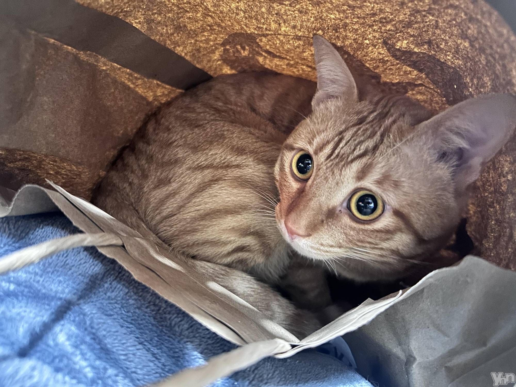 ���ܥ���Х��顦�����CLUB WONDER(����� ������) ��2025ǯ11��7���̥�֥����ֽв�ä���äƤ��餢�����İ����Ρ�