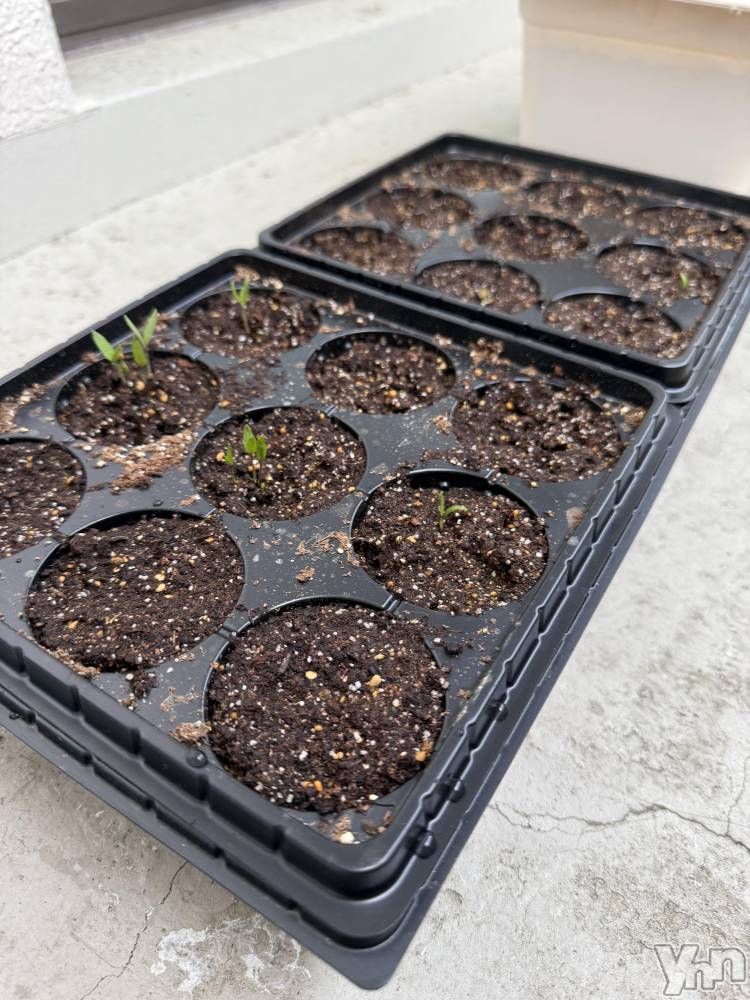 ���ܥ���Х��顦�����CLUB WONDER(����� ������) ����ʤ�4��23���̥�֥�����ȯ�ꤷ�ޤ���🍆🌱��