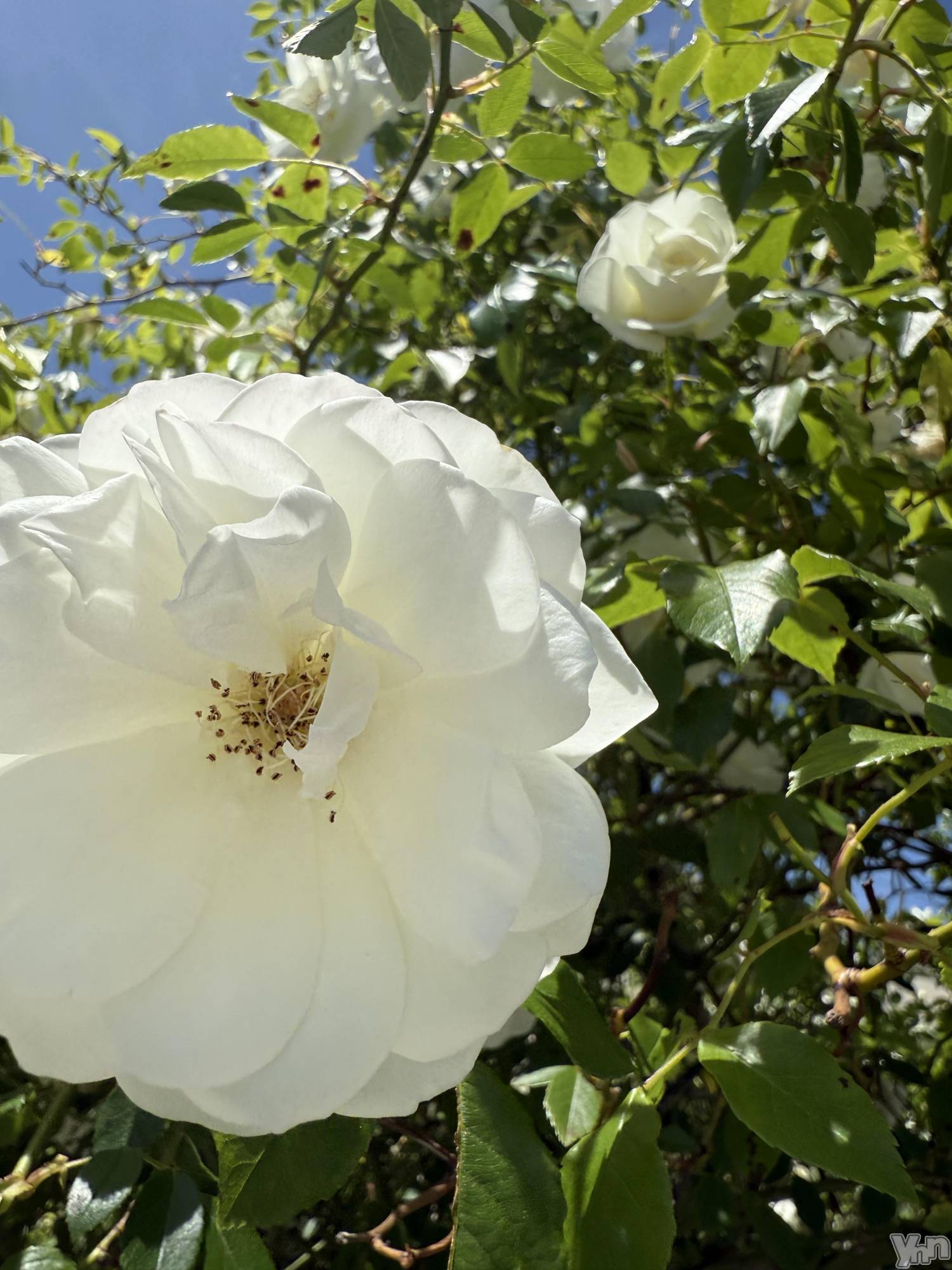 ���ܥ���Х��顦�����CLUB WONDER(����� ������) ��2025ǯ5��11���̥�֥����֤��Ȥ���☔️��