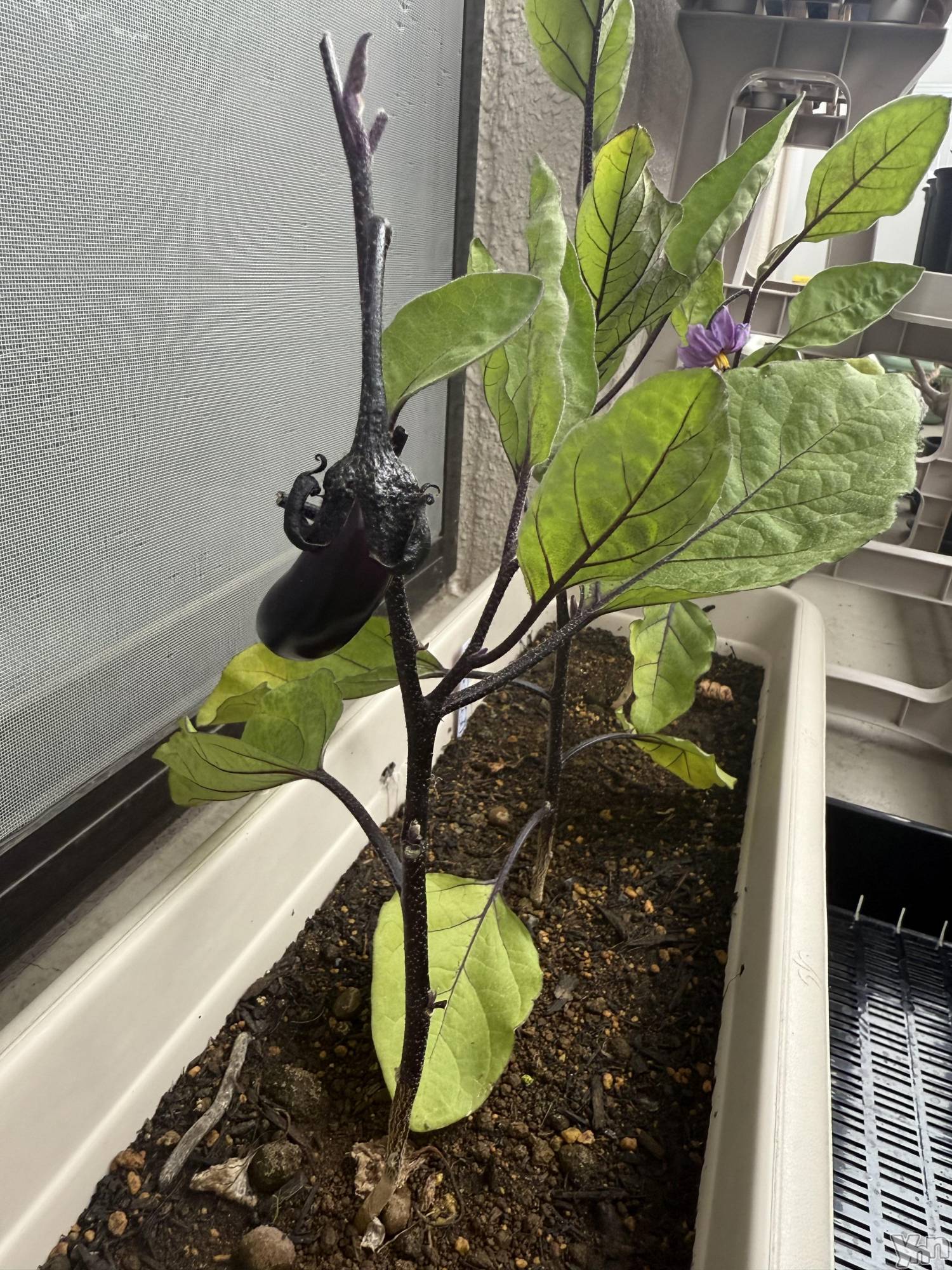 ���ܥ���Х��顦�����CLUB WONDER(����� ������) ��2025ǯ6��4���̥�֥����֥ʥ���äƤ���🍆��