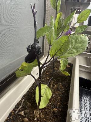 ���ܥ���Х��顦�����CLUB WONDER(����� ������) �����(27)��6��4���̥�֥����֥ʥ���äƤ���🍆��