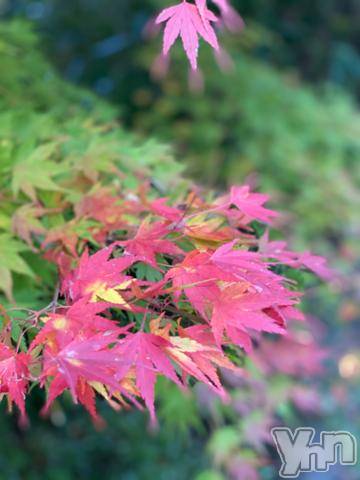 甲府デリヘル甲府人妻隊(コウフヒトヅマタイ) あんり(40)の11月3日写メブログ「朝から…」