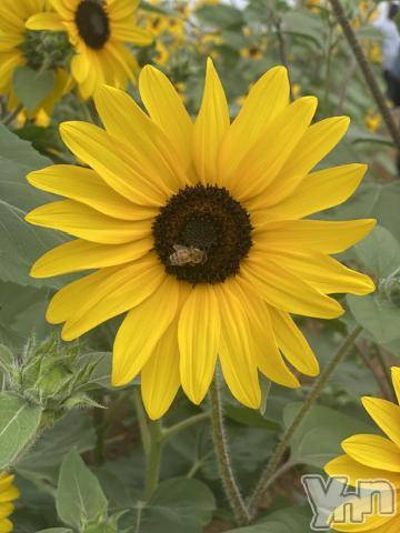 甲府デリヘル甲府人妻隊(コウフヒトヅマタイ)あんり(40)の2023年9月11日写メブログ「こんにちは」