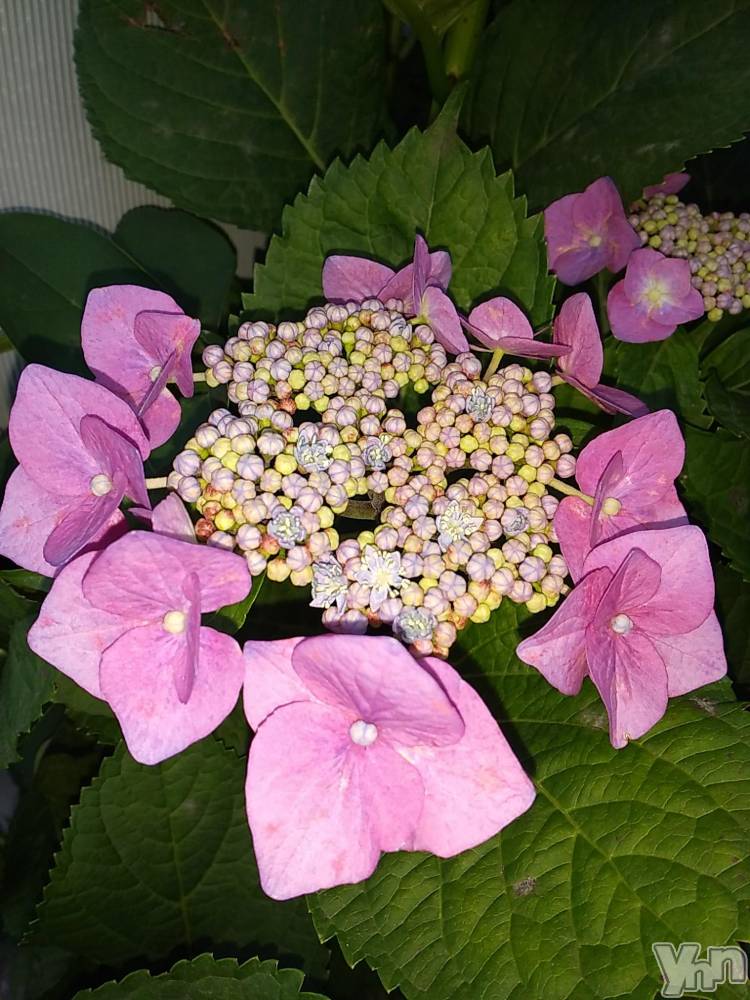 甲府デリヘルThree＆Men’s Spa 甲府(スリー＆メンズスパ コウフ) まりこスリー(60)の6月9日写メブログ「ありがとう🎵」