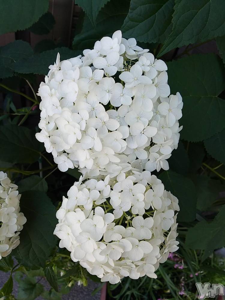 甲府デリヘルThree＆Men’s Spa 甲府(スリー＆メンズスパ コウフ) まりこスリー(60)の6月24日写メブログ「ありがとうございました(^^)」