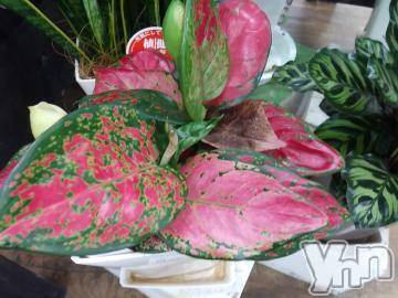 甲府デリヘルThree＆Men’s Spa 甲府(スリー＆メンズスパ コウフ) まりこスリー(60)の9月11日写メブログ「ありがとうございました」