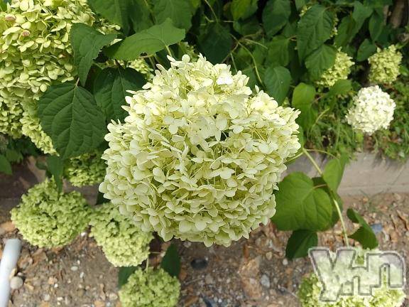 甲府デリヘルThree＆Men’s Spa 甲府(スリー＆メンズスパ コウフ) まりこスリー(60)の7月14日写メブログ「ありがとう(^^)」