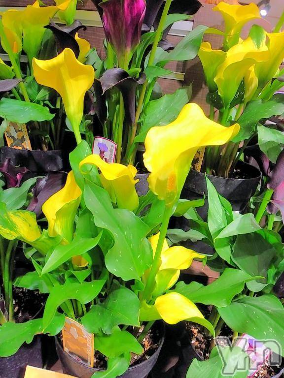 甲府デリヘルThree＆Men’s Spa 甲府(スリー＆メンズスパ コウフ) まりこスリー(60)の11月24日写メブログ「ありがとう(^-^)」