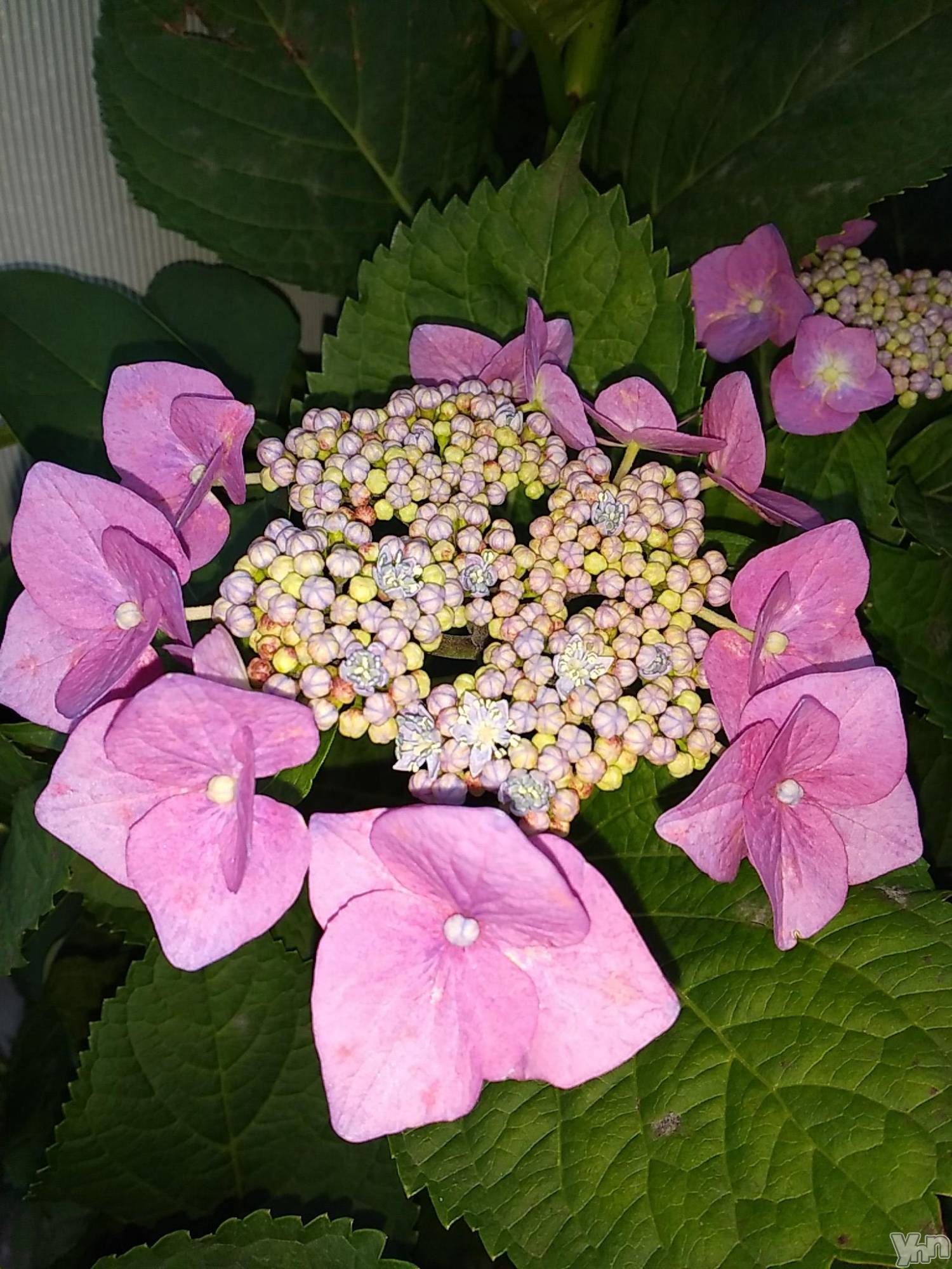 甲府デリヘルThree＆Men’s Spa 甲府(スリー＆メンズスパ コウフ)まりこスリー(60)の2023年6月9日写メブログ「ありがとう🎵」