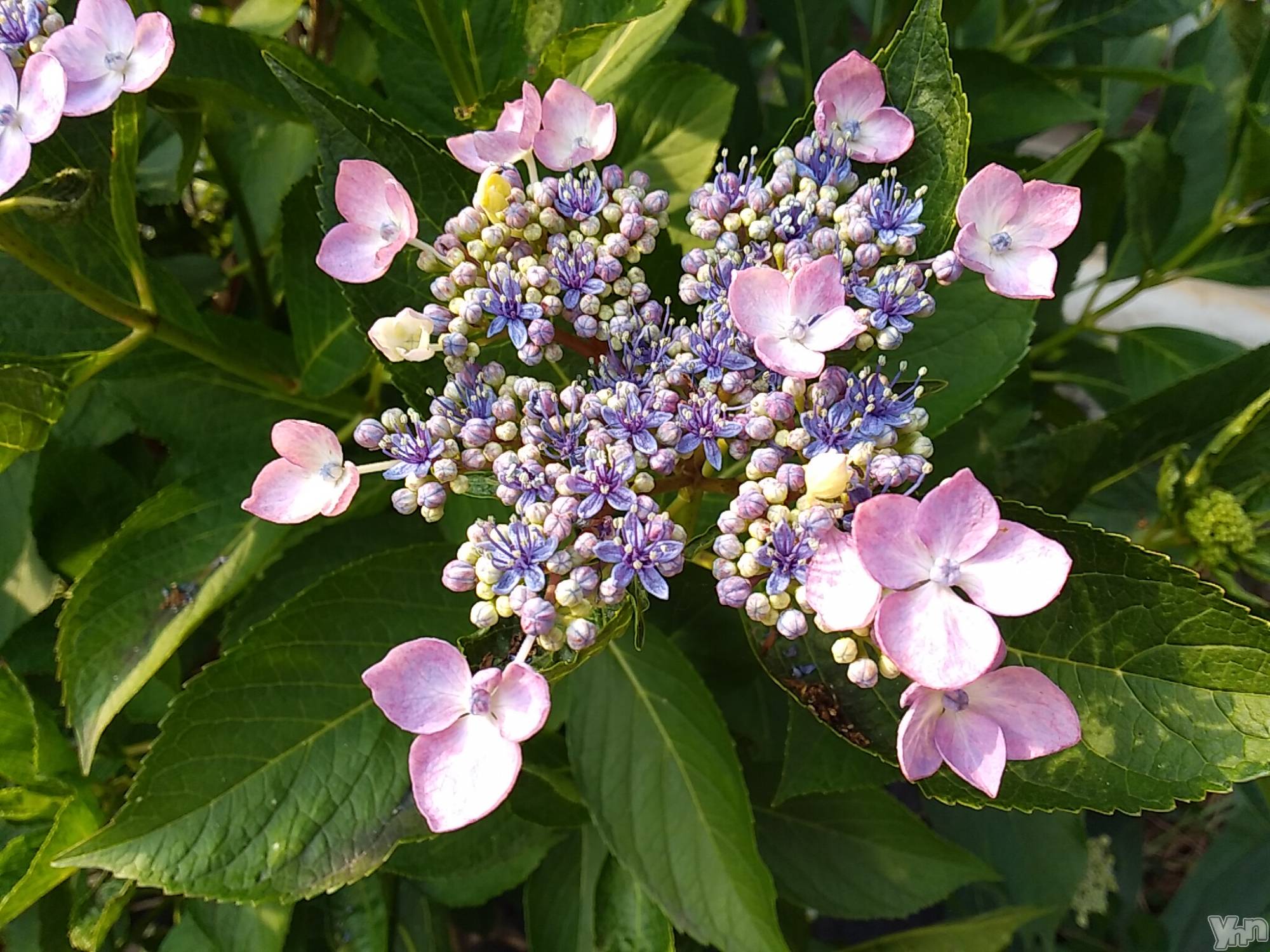 甲府デリヘルThree＆Men’s Spa 甲府(スリー＆メンズスパ コウフ)まりこスリー(60)の2023年6月12日写メブログ「おやすみなさい」