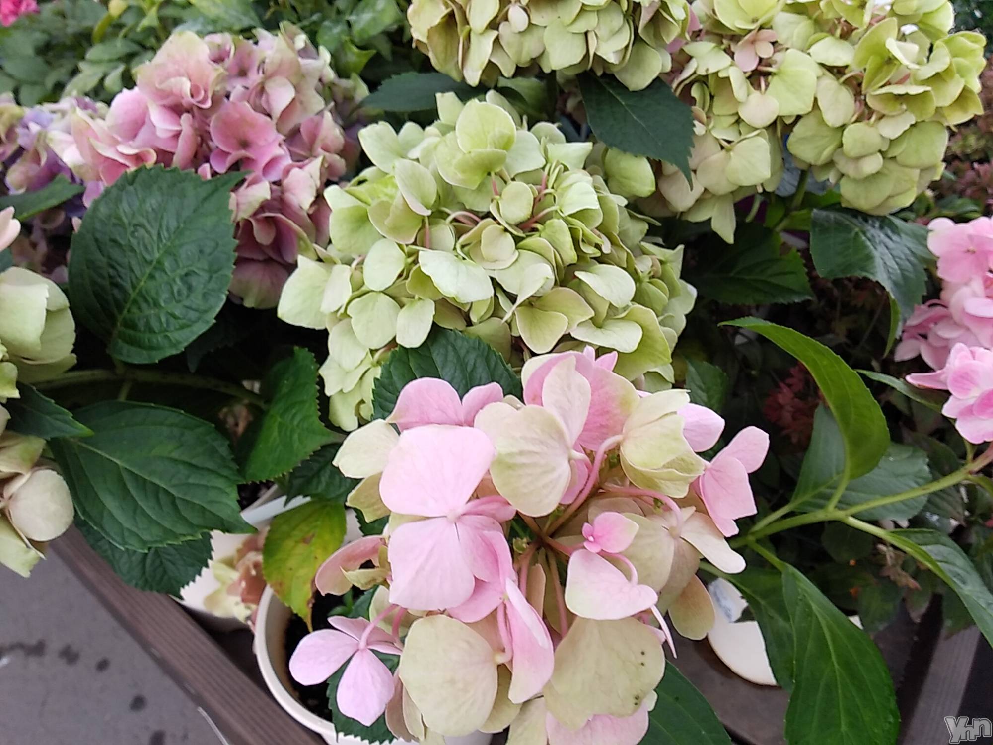 甲府デリヘルThree＆Men’s Spa 甲府(スリー＆メンズスパ コウフ)まりこスリー(60)の2023年6月13日写メブログ「おやすみなさい」