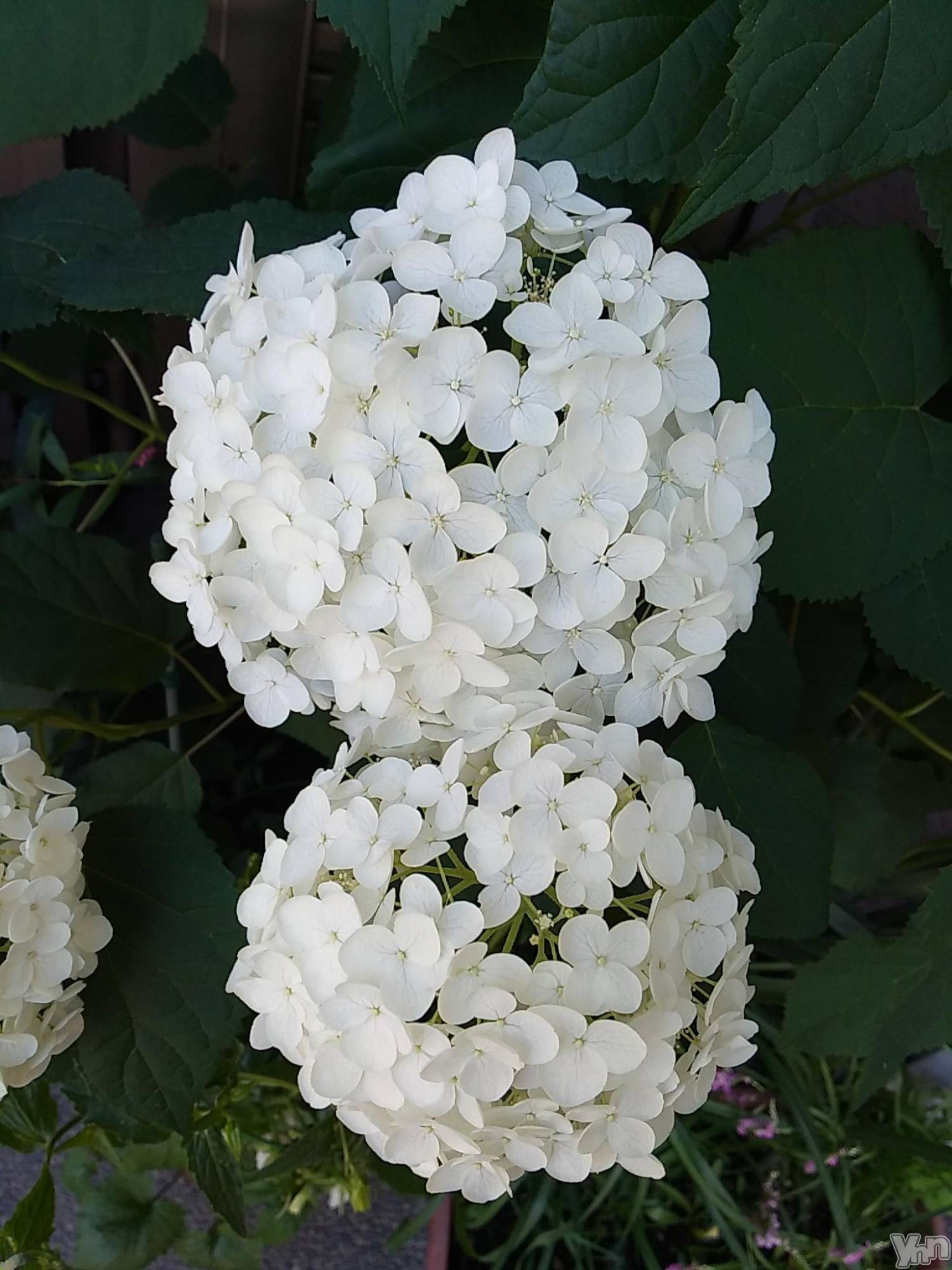 甲府デリヘルThree＆Men’s Spa 甲府(スリー＆メンズスパ コウフ)まりこスリー(60)の2023年6月24日写メブログ「ありがとうございました(^^)」