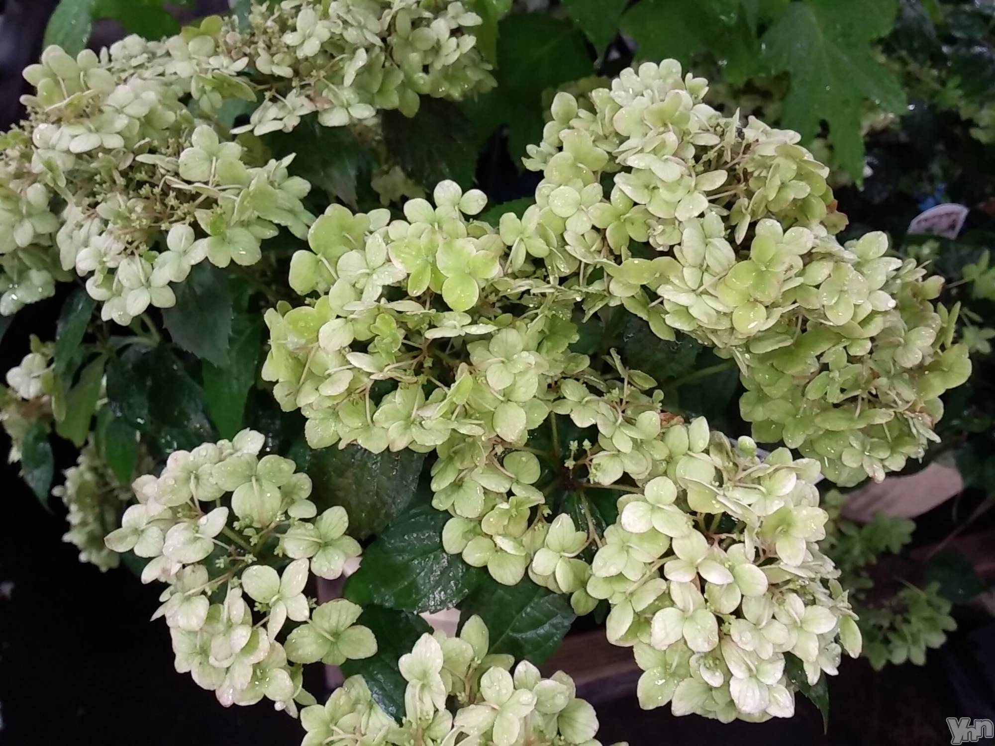 甲府デリヘルThree＆Men’s Spa 甲府(スリー＆メンズスパ コウフ)まりこスリー(60)の2023年6月25日写メブログ「ありがとうございました(^^)」