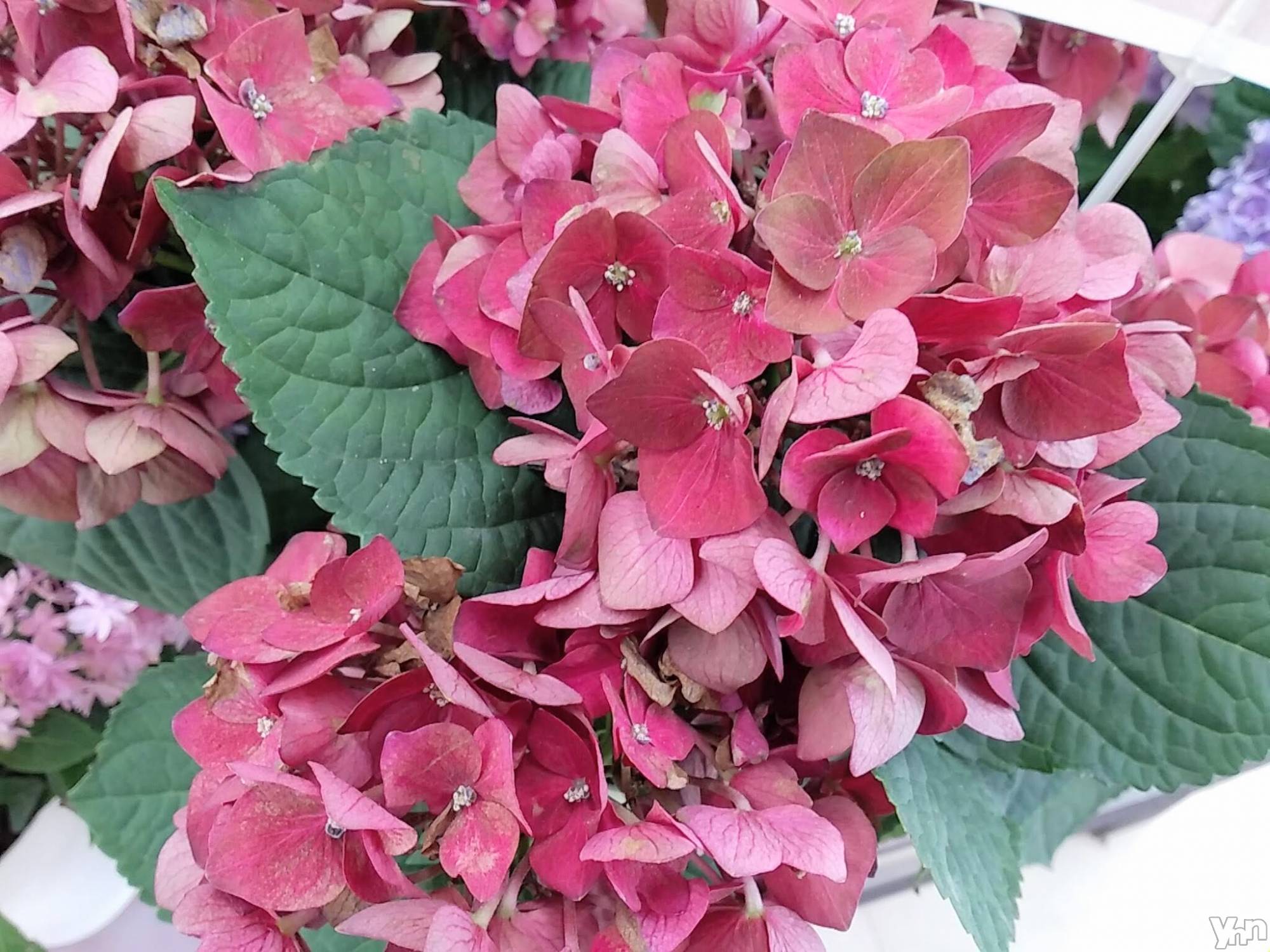 甲府デリヘルThree＆Men’s Spa 甲府(スリー＆メンズスパ コウフ)まりこスリー(60)の2023年6月26日写メブログ「ありがとうございました(^^)」