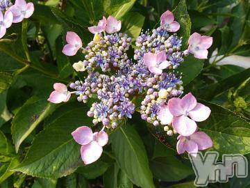 甲府デリヘルThree＆Men’s Spa 甲府(スリー＆メンズスパ コウフ)まりこスリー(60)の2023年7月12日写メブログ「ありがとうございました(^-^)」