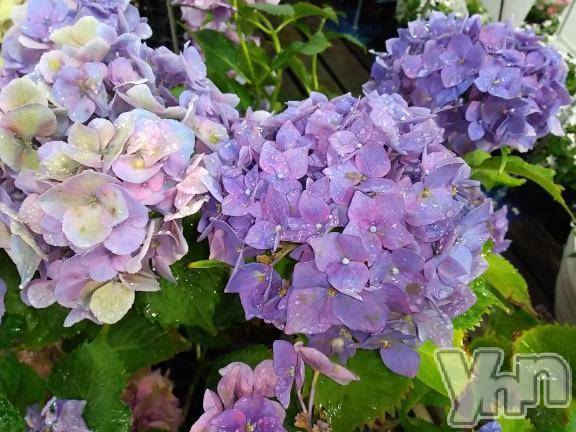 甲府デリヘルThree＆Men’s Spa 甲府(スリー＆メンズスパ コウフ)まりこスリー(60)の2025年6月14日写メブログ「ありがとう(^^)」