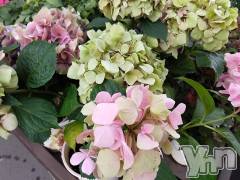 甲府デリヘルThree＆Men’s Spa 甲府(スリー＆メンズスパ コウフ) まりこスリー(60)の6月13日写メブログ「おやすみなさい」