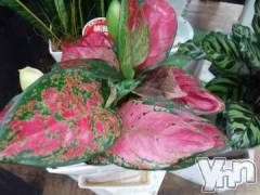 甲府デリヘルThree＆Men’s Spa 甲府(スリー＆メンズスパ コウフ) まりこスリー(60)の9月11日写メブログ「ありがとうございました」