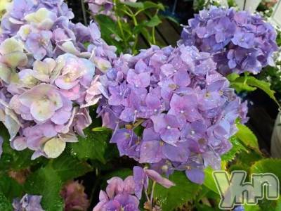 甲府デリヘル Three＆Men’s Spa 甲府(スリー＆メンズスパ コウフ) まりこスリー(60)の6月14日写メブログ「ありがとう(^^)」