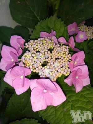 甲府デリヘル Three＆Men’s Spa 甲府(スリー＆メンズスパ コウフ) まりこスリー(60)の6月15日写メブログ「ありがとう(^^)」