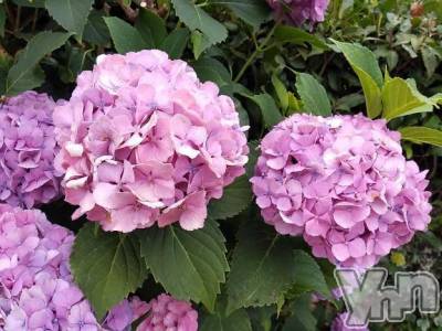 甲府デリヘル Three＆Men’s Spa 甲府(スリー＆メンズスパ コウフ) まりこスリー(60)の6月27日写メブログ「ありがとう?」