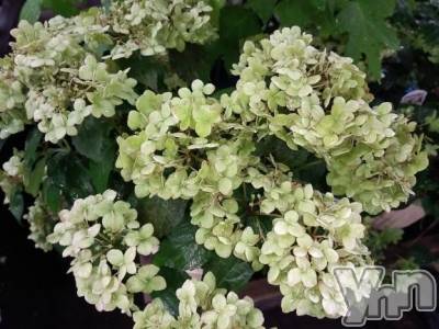 甲府デリヘル Three＆Men’s Spa 甲府(スリー＆メンズスパ コウフ) まりこスリー(60)の7月1日写メブログ「ありがとう(^^)」