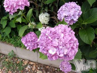 甲府デリヘル Three＆Men’s Spa 甲府(スリー＆メンズスパ コウフ) まりこスリー(60)の7月2日写メブログ「ありがとう(^^)」