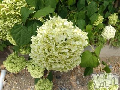 甲府デリヘル Three＆Men’s Spa 甲府(スリー＆メンズスパ コウフ) まりこスリー(60)の7月14日写メブログ「ありがとう(^^)」