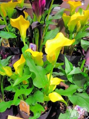 甲府デリヘル Three＆Men’s Spa 甲府(スリー＆メンズスパ コウフ) まりこスリー(60)の11月24日写メブログ「ありがとう(^-^)」