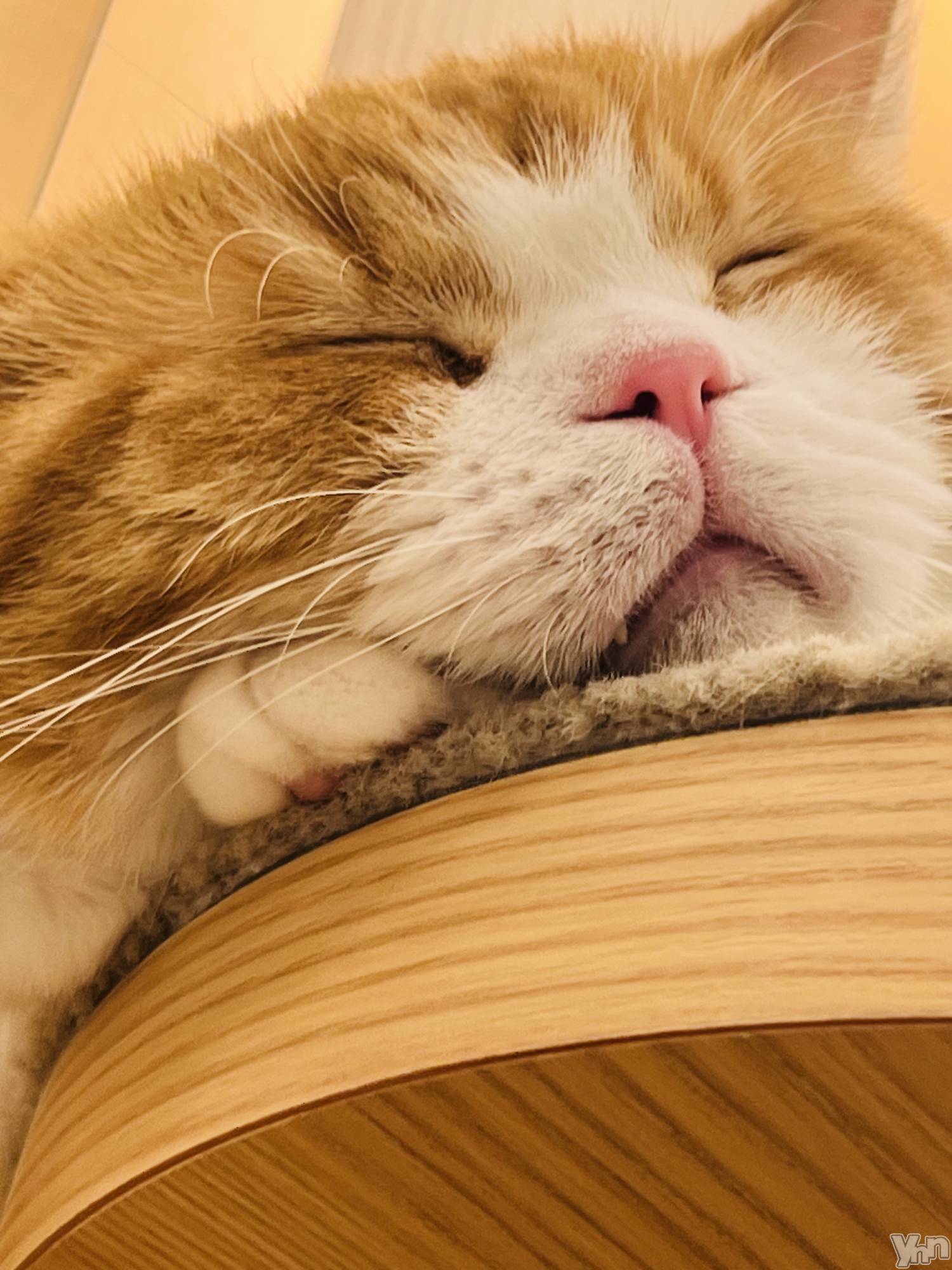 ���ܥ���Х��顦�����CLUB WONDER(����� ������) ��2023ǯ9��22���̥�֥����֤��ᤢ�ᤢ�����