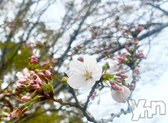 甲府デリヘル甲府人妻隊(コウフヒトヅマタイ)新人える(47)の2025年3月29日写メブログ「Thank   you💌𓂃𓈒𓂂𓏸本日の予定」