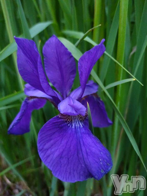 甲府デリヘル甲府人妻隊(コウフヒトヅマタイ)新人える(47)の2025年6月16日写メブログ「週明けの夜ですね」