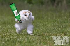 甲府ソープオレンジハウス もなか(27)の3月8日写メブログ「早朝の怪盗」