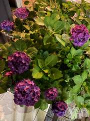 石和ソープ石和クリスタル(イサワクリスタル) じゅん(32)の6月22日写メブログ「紫陽花」