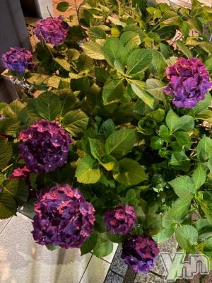 石和ソープ 石和クリスタル(イサワクリスタル) じゅん(32)の6月22日写メブログ「紫陽花」