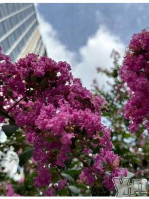 甲府ソープ オレンジハウス きょうか(27)の9月16日写メブログ「ピンクの花」