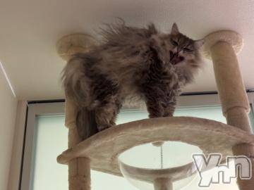 石和ソープ石和クリスタル(イサワクリスタル)りりあ(23)の2024年7月12日写メブログ「おやすみです😪」