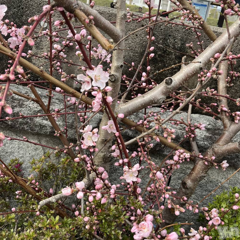 ���ܥ���Х��顦�����CLUB WONDER(����� ������) �椦��4��5���̥�֥�����🍑🌸��