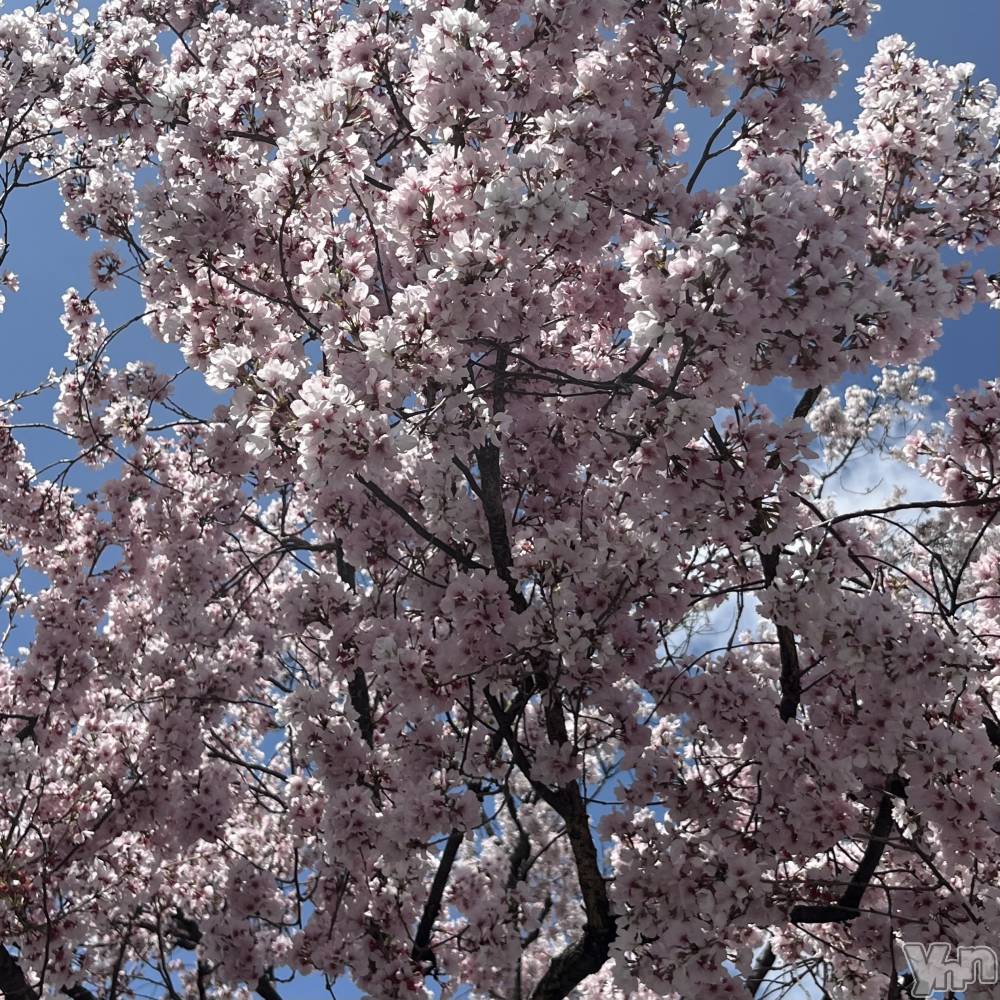 ���ܥ���Х��顦�����CLUB WONDER(����� ������) �椦��3��28���̥�֥����ֲڶ�🌸��