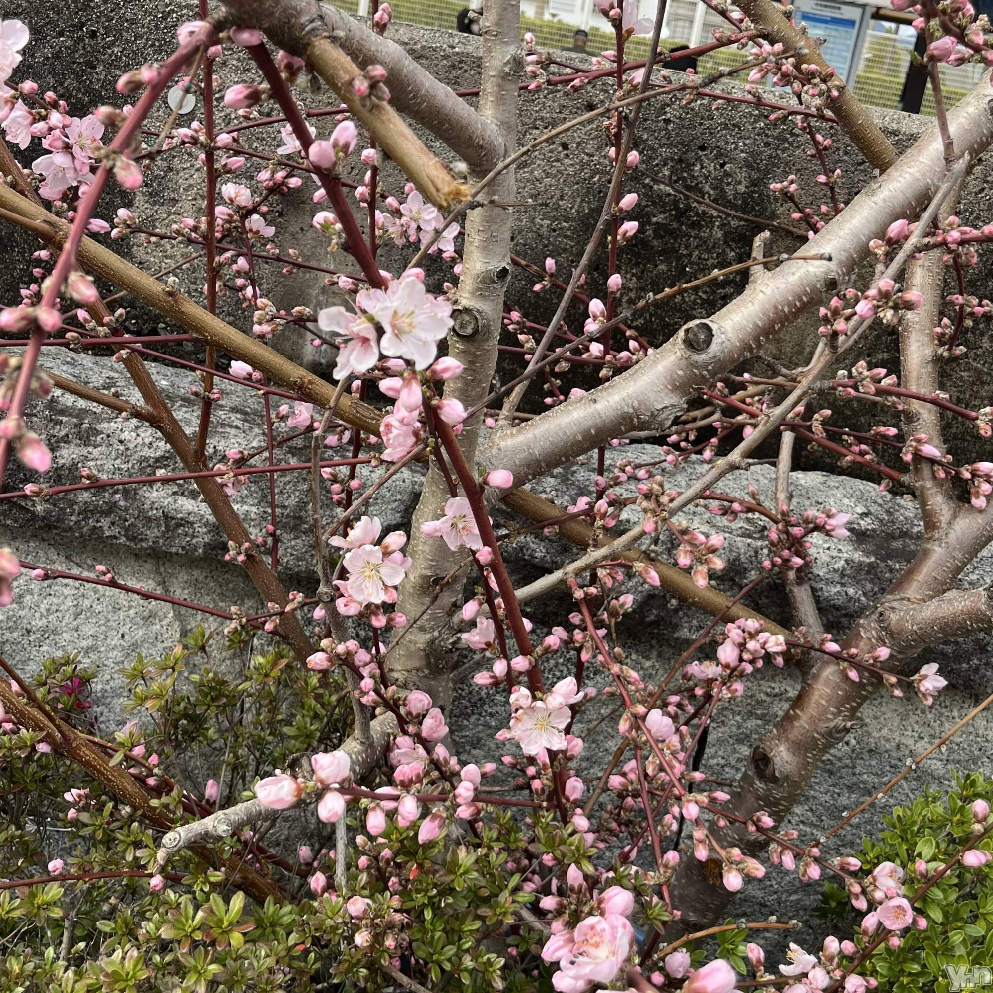 ���ܥ���Х��顦�����CLUB WONDER(����� ������) ��2024ǯ4��5���̥�֥�����🍑🌸��