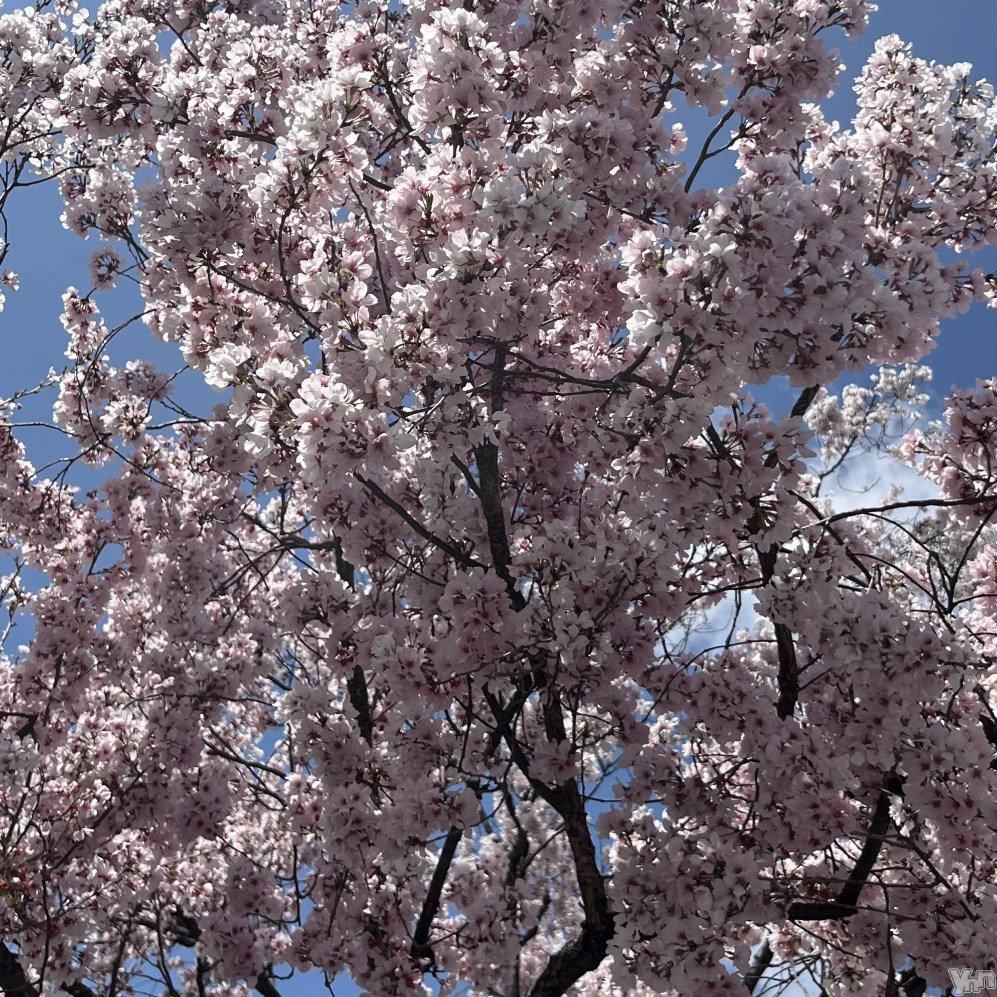 ���ܥ���Х��顦�����CLUB WONDER(����� ������) ��2025ǯ3��28���̥�֥����ֲڶ�🌸��