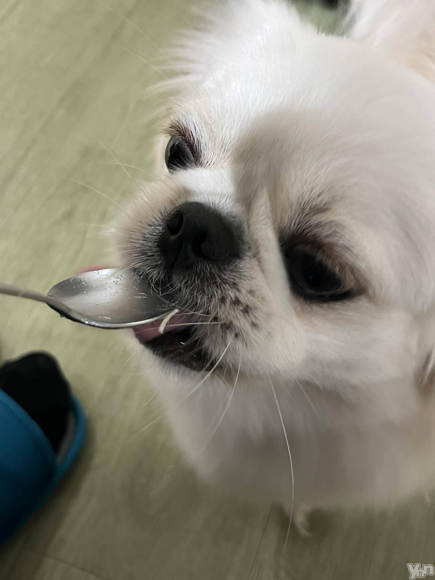 ���ܥ���Х��顦�����CLUB WONDER(����� ������) ��2025ǯ7��10���̥�֥����֥������🐕��