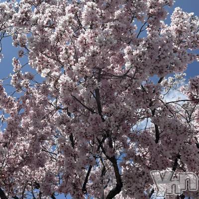 ���ܥ���Х��顦�����CLUB WONDER(����� ������) �椦(25)��3��28���̥�֥����ֲڶ�🌸��