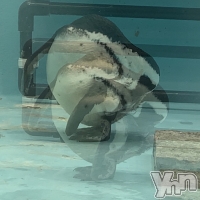 ܥХ顦 CLUB WONDER( ) 椦312̥֥֥ߥ饯롩