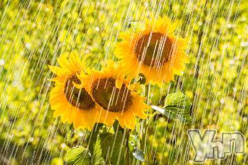 甲府デリヘルThree＆Men’s Spa 甲府(スリー＆メンズスパ コウフ)あやせワン(23)の2024年8月6日写メブログ「夏雨🎐☔️」