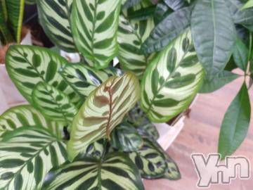 甲府デリヘルThree＆Men’s Spa 甲府(スリー＆メンズスパ コウフ) さつきスリー(58)の10月31日写メブログ「こんにちは🎵」