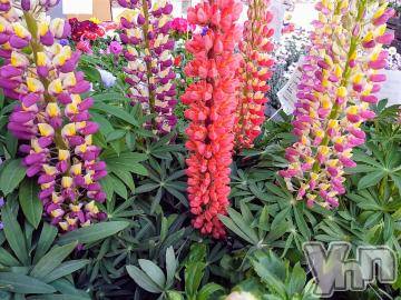 甲府デリヘルThree＆Men’s Spa 甲府(スリー＆メンズスパ コウフ)さつきスリー(58)の2023年10月31日写メブログ「今日から♥」