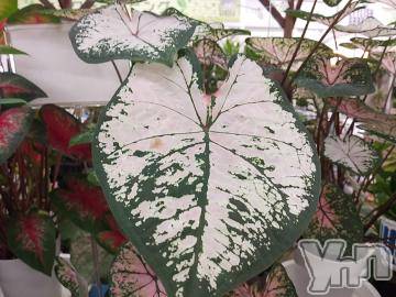 甲府デリヘルThree＆Men’s Spa 甲府(スリー＆メンズスパ コウフ)さつきスリー(58)の2023年11月1日写メブログ「お仕事帰りに♥」