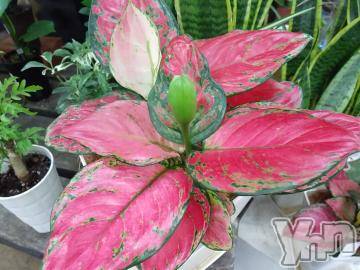 甲府デリヘル Three＆Men’s Spa 甲府(スリー＆メンズスパ コウフ) さつきスリー(58)の11月2日写メブログ「こんにちは🎵」